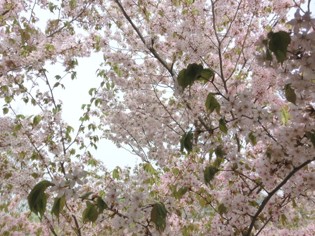 正凜堂の山桜